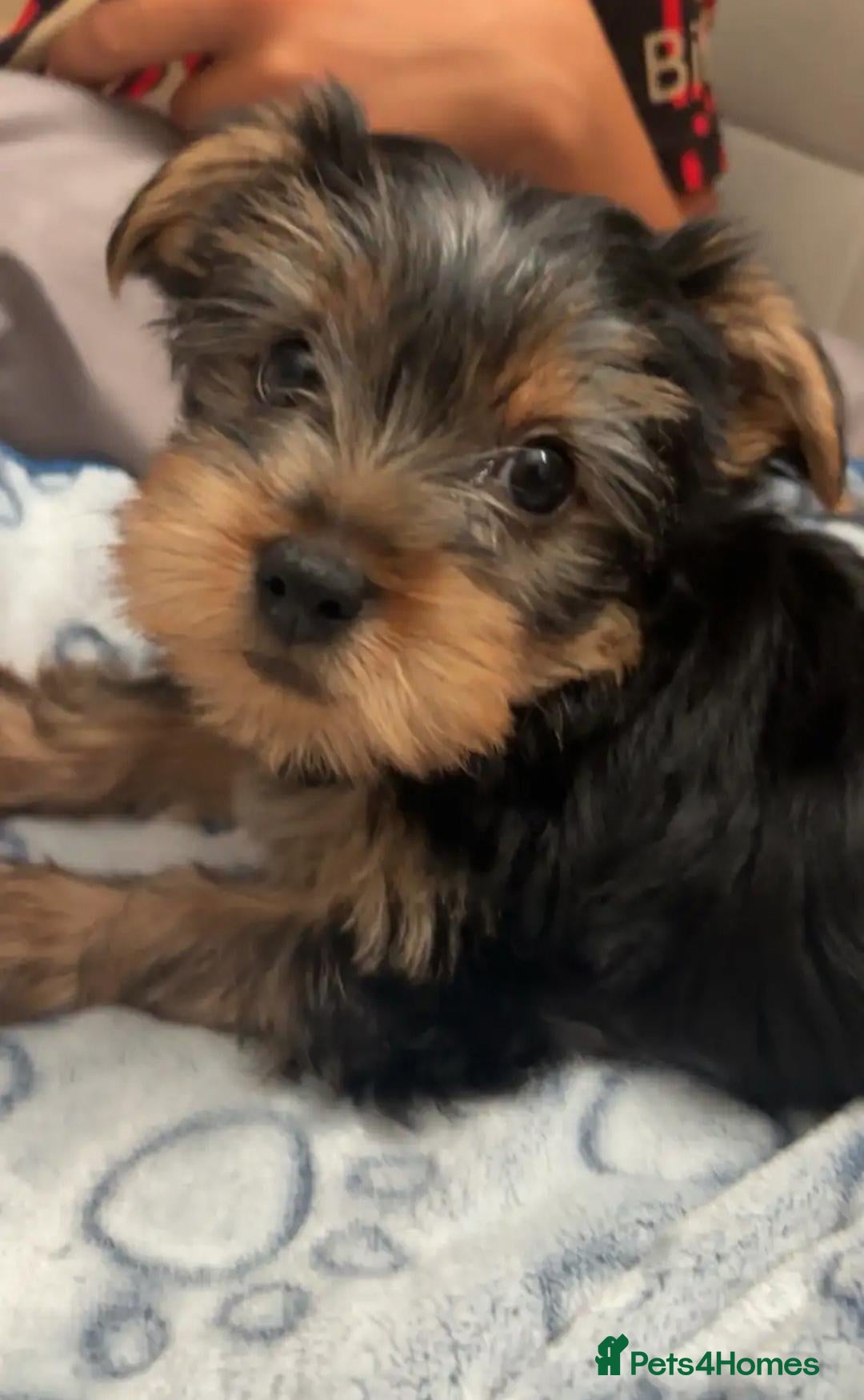 Yorkshire Terrier dogs Friendly Yorkshire Terrier Puppies for good homes - Advert 5