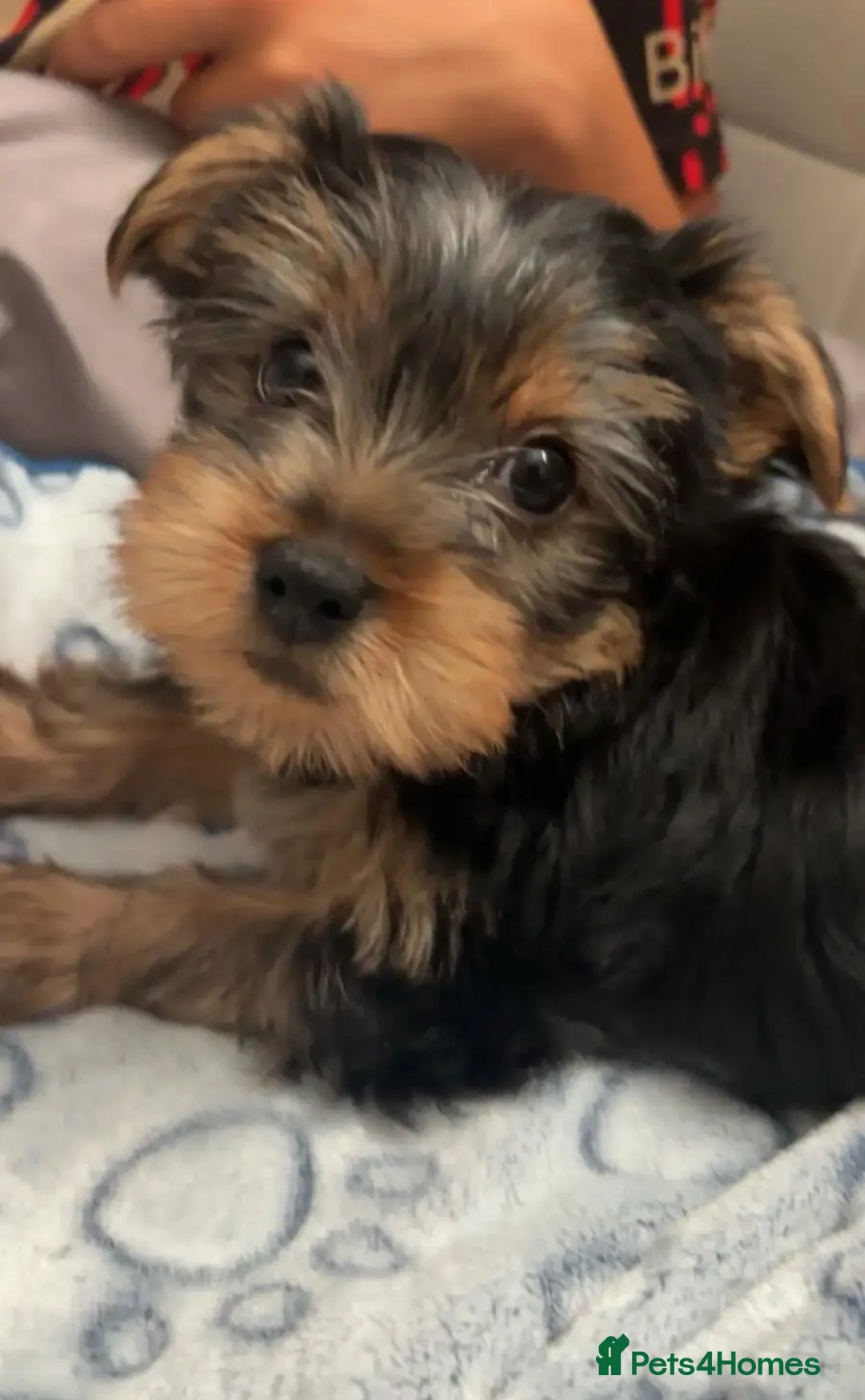 Yorkshire Terrier dogs for sale: Friendly Yorkshire Terrier Puppies for good homes in Bristol - Advert 1