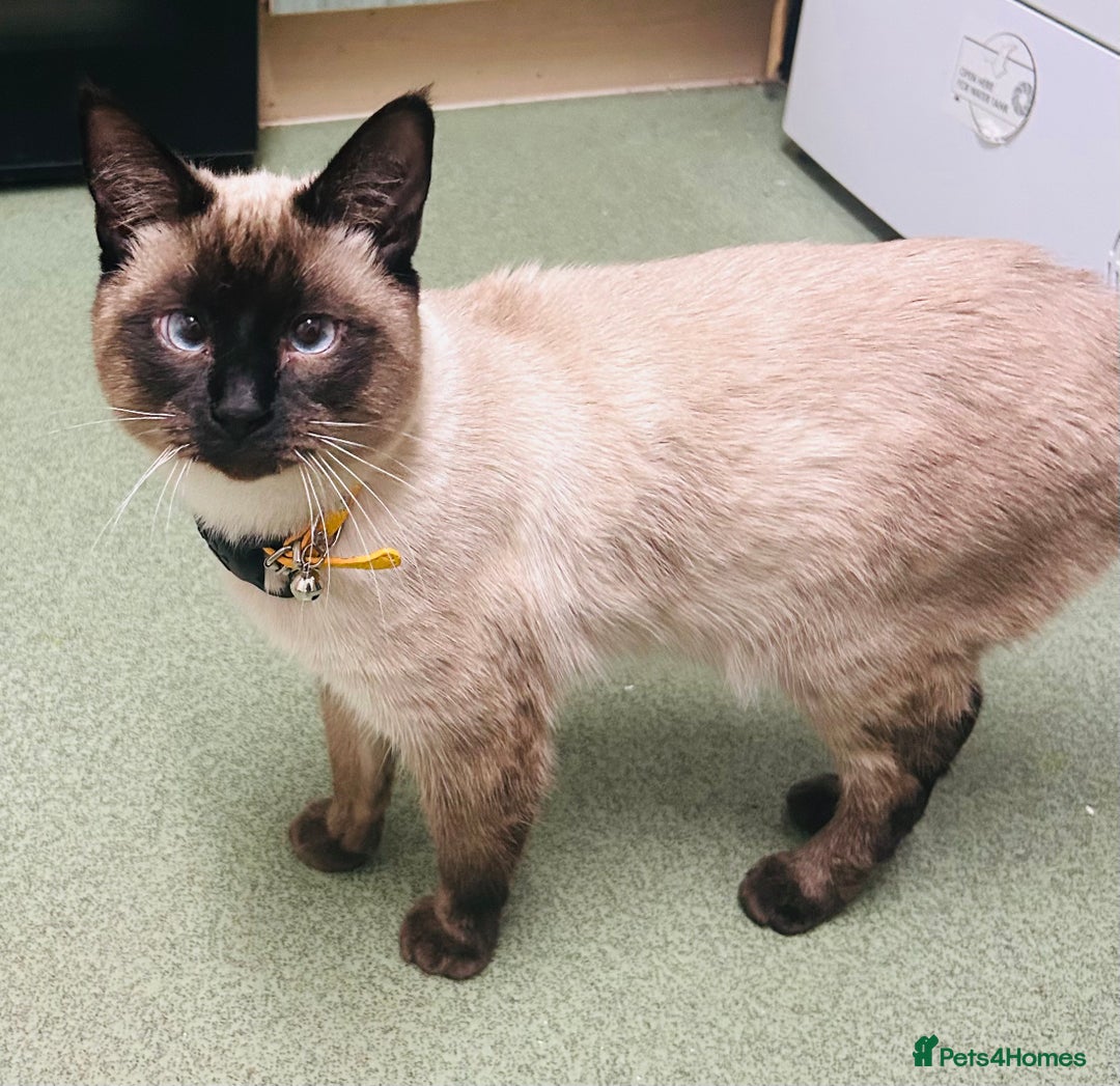 Mixed Breed cats for sale: Musa  - Advert 7