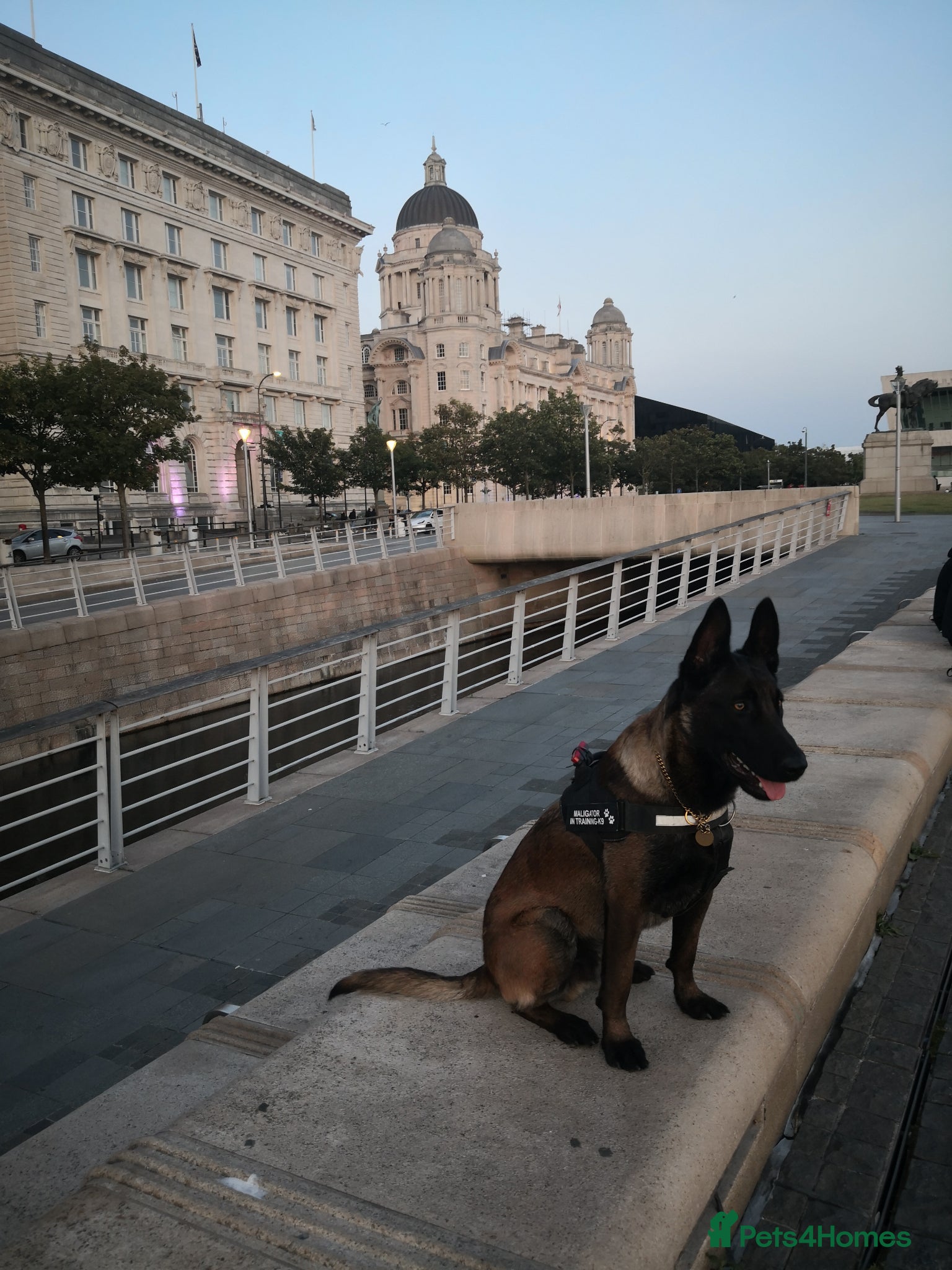 Belgian Shepherd Dog dogs 🐶Belgian Malinois for Adoption–Trained, Healthy  - Advert 1