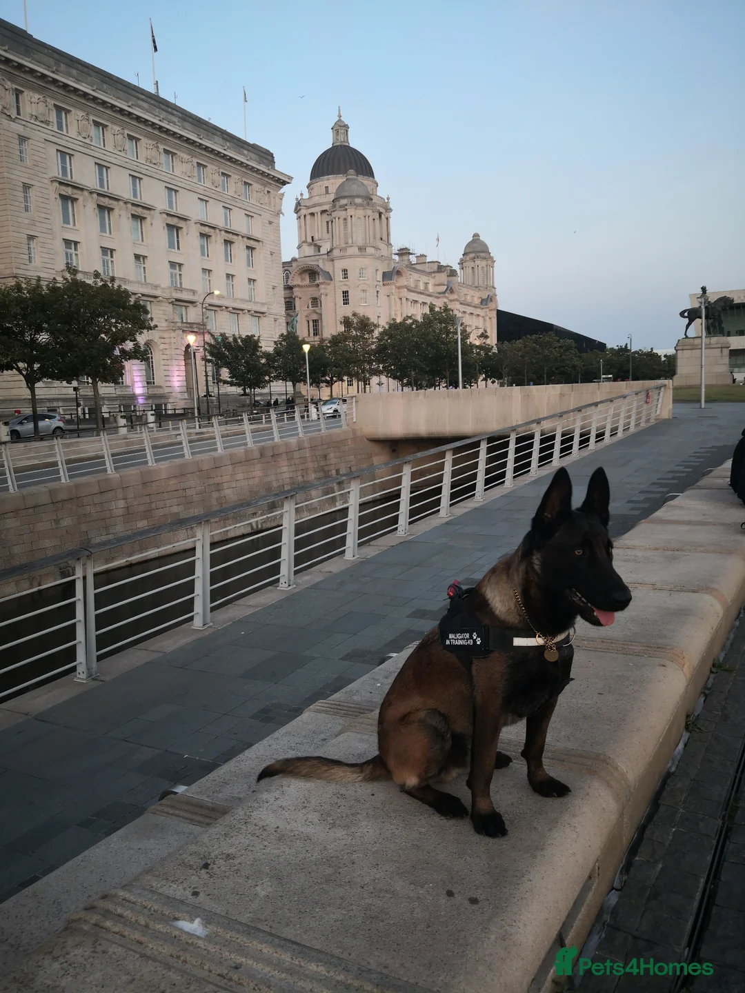 Belgian Shepherd Dog dogs for sale: 🐶Belgian Malinois for Adoption–Trained, Healthy  - Advert 1