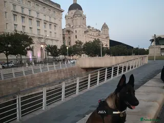 Belgian Shepherd Dog dogs 🐶Belgian Malinois for Adoption–Trained, Healthy - Advert 1