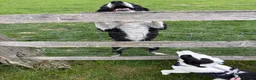 Border Collie dogs for sale: Skye  in Maidstone - Advert 2