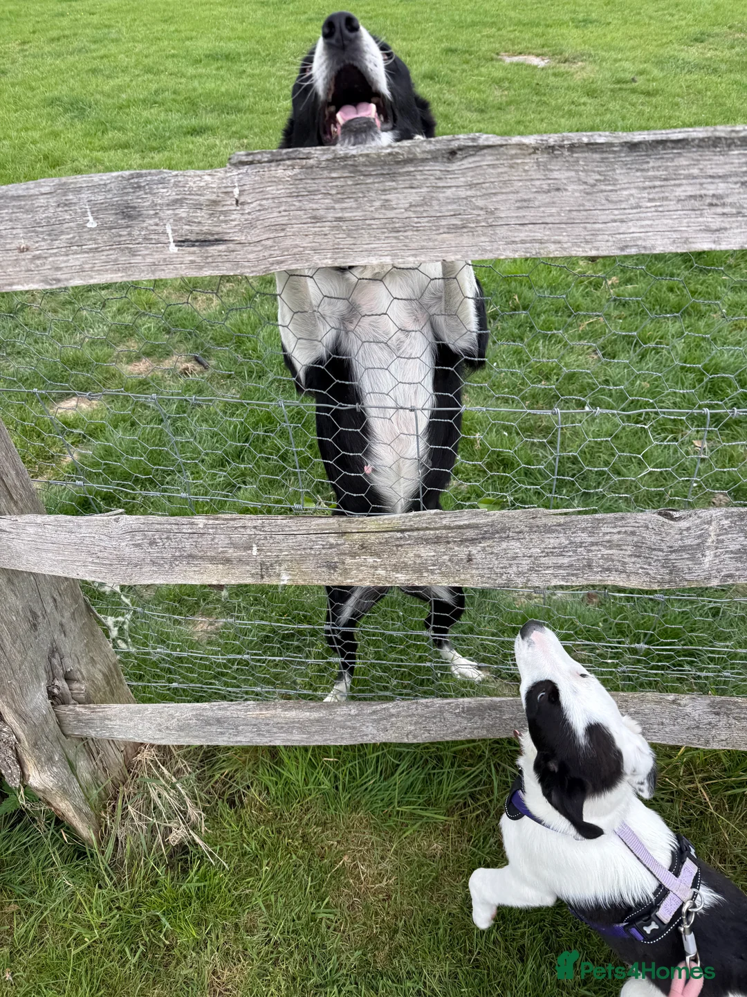 Border Collie dogs for sale: Skye  in Maidstone - Advert 2