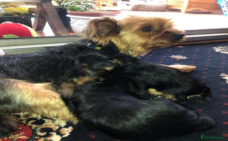 Yorkshire Terrier dogs - Advert 1