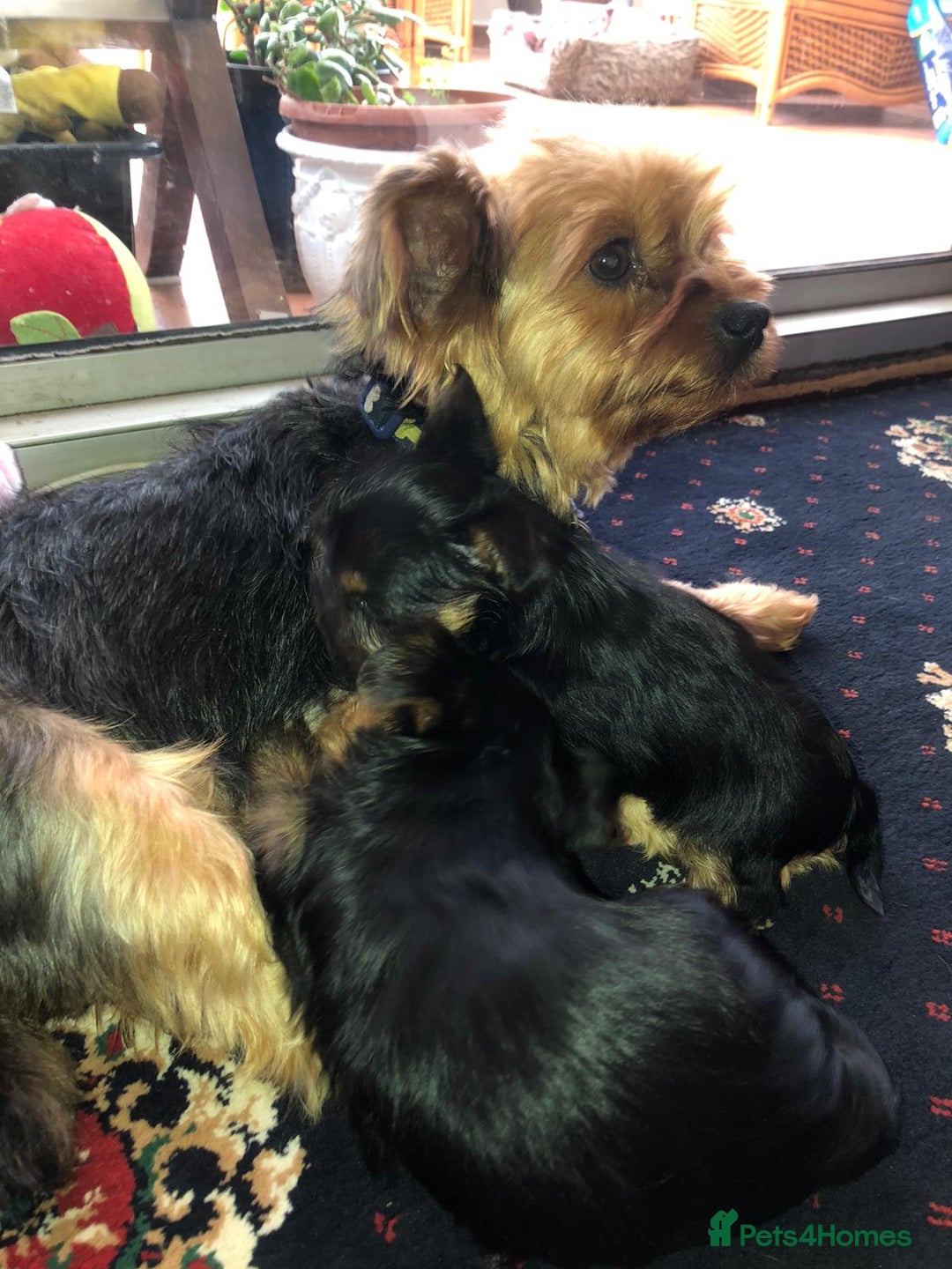 Yorkshire Terrier dogs for sale: Stunning Yorkshire terriers - Image 1