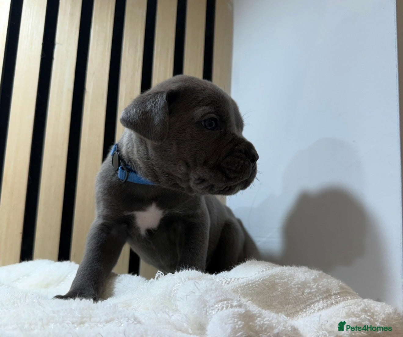 Cane Corso dogs ICF/ICCF Champion 6th GENERATION Cane Corso pups - Advert 1