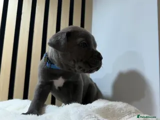 Cane Corso dogs ICF/ICCF Champion 6th GENERATION Cane Corso pups - Advert 14