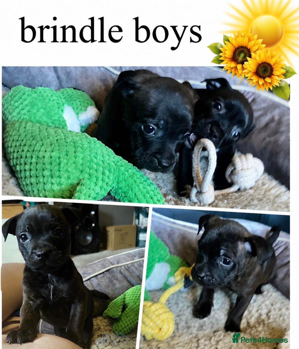 Staffordshire Bull Terrier dogs Blue & Brindle Litter – From Champion Bloodlines - Advert 2
