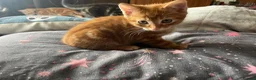 Mixed Breed cats for sale: 6 kittens for sale  - Advert 9