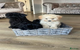 Maltipoo dogs for sale: Adorable Maltipoo puppies  - Image 9