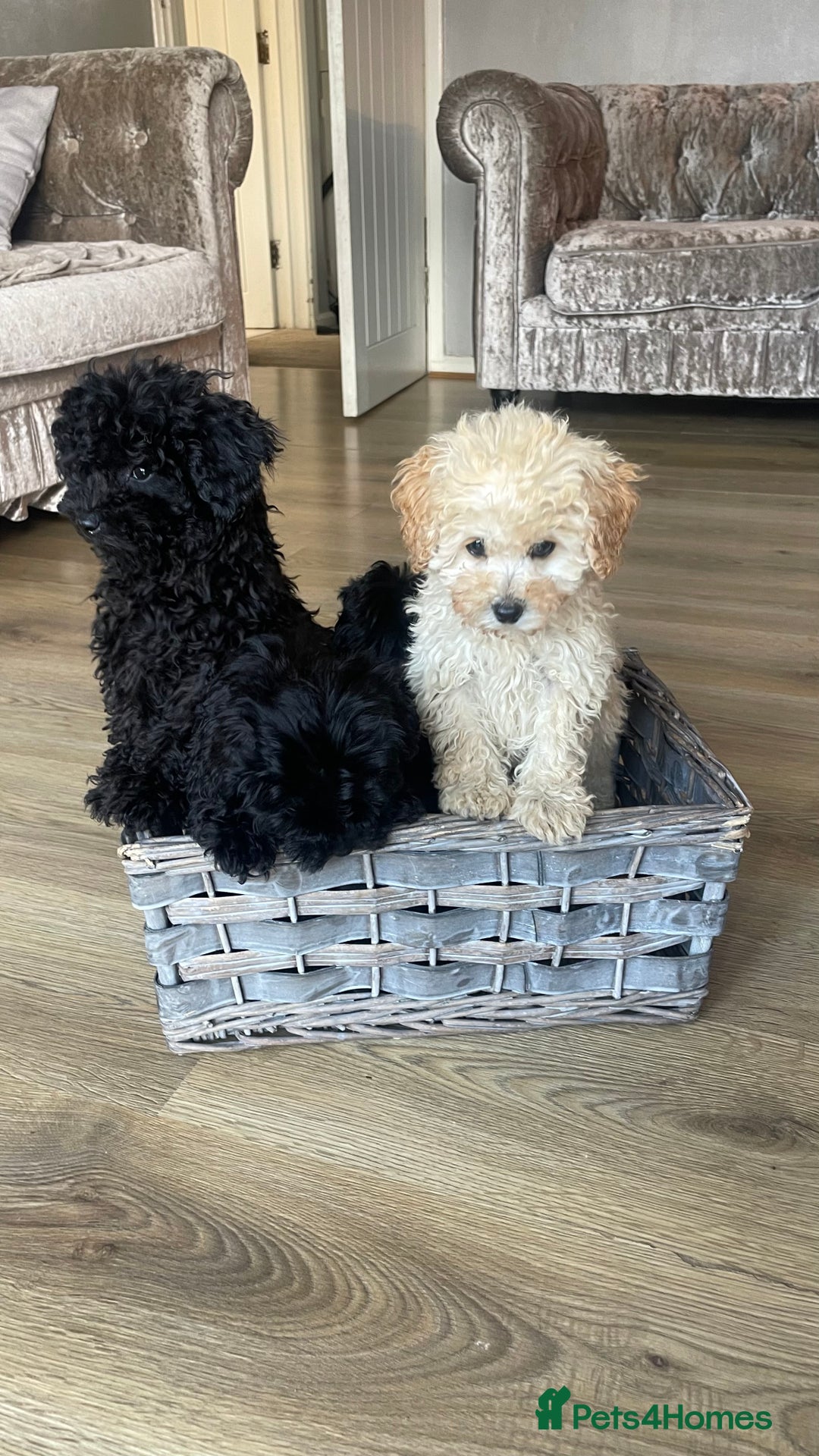 Maltipoo dogs for sale: Adorable Maltipoo puppies  - Image 9