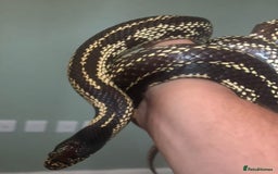 King Snake reptiles for sale: Desert king snake - Image 2