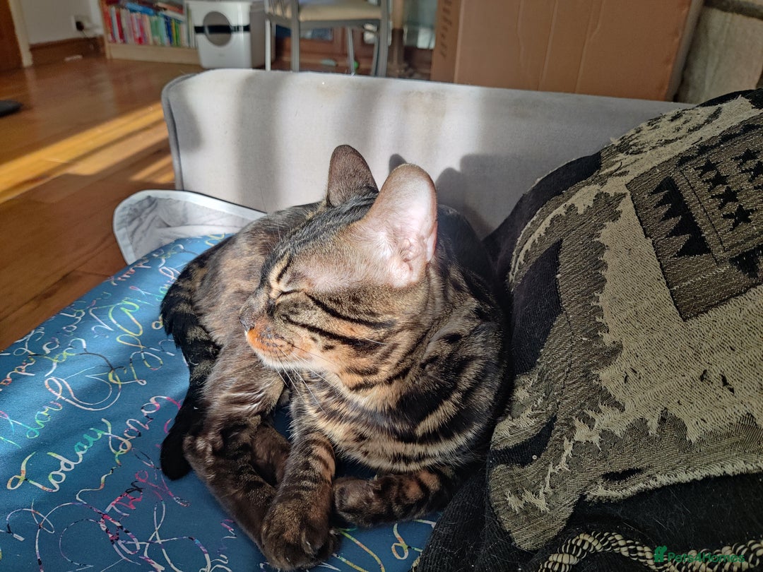 Bengal cats for stud: Charcoal brown bengal stud glitter coat  - Advert 4