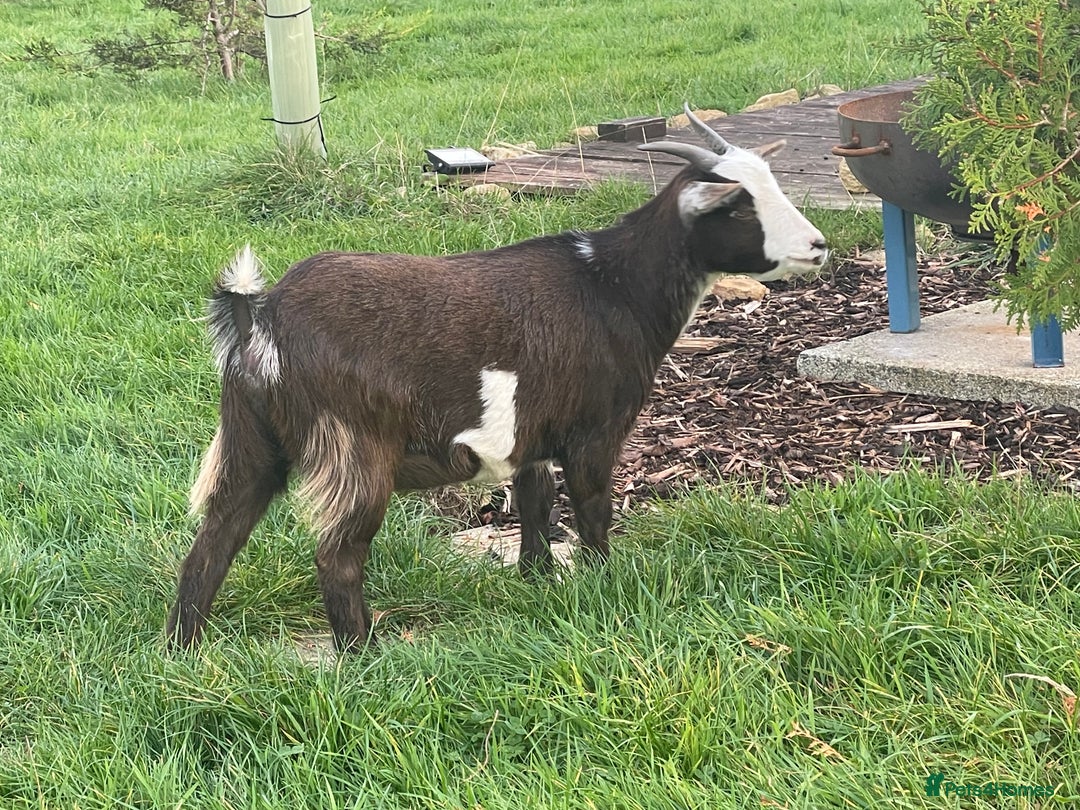 Goats livestock for sale: Small goat herd - Image 2