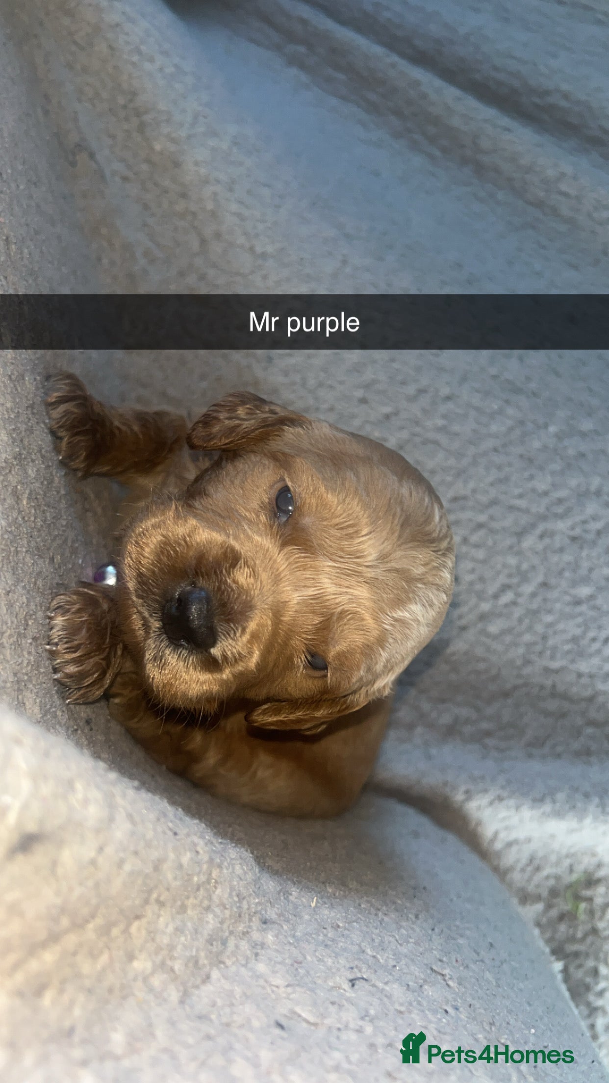 Goldendoodle dogs F1 golden doodle 7 left viewings next week onwards - Advert 7