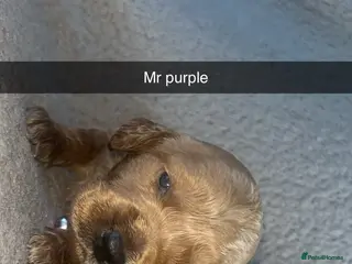 Goldendoodle dogs F1 golden doodle 7 left viewings next week onwards - Advert 7