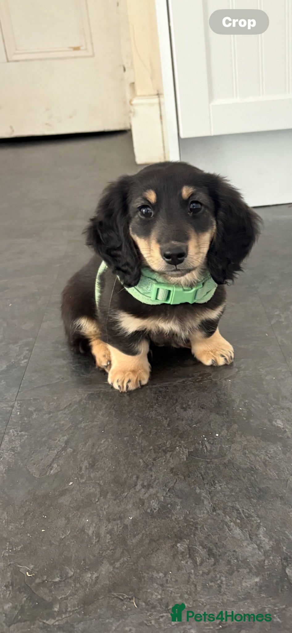 Miniature Dachshund dogs Stunning long haired miniature dachshunds  - Advert 2