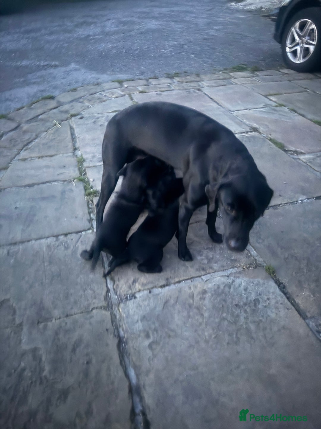 Labrador Retriever dogs for sale: Labeador pups - Advert 4