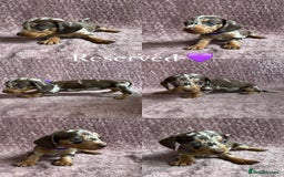 Miniature Dachshund dogs for sale: 🐾KC Reg Miniature Dachshund - READY NOW! 1 LEFT! - Image 11