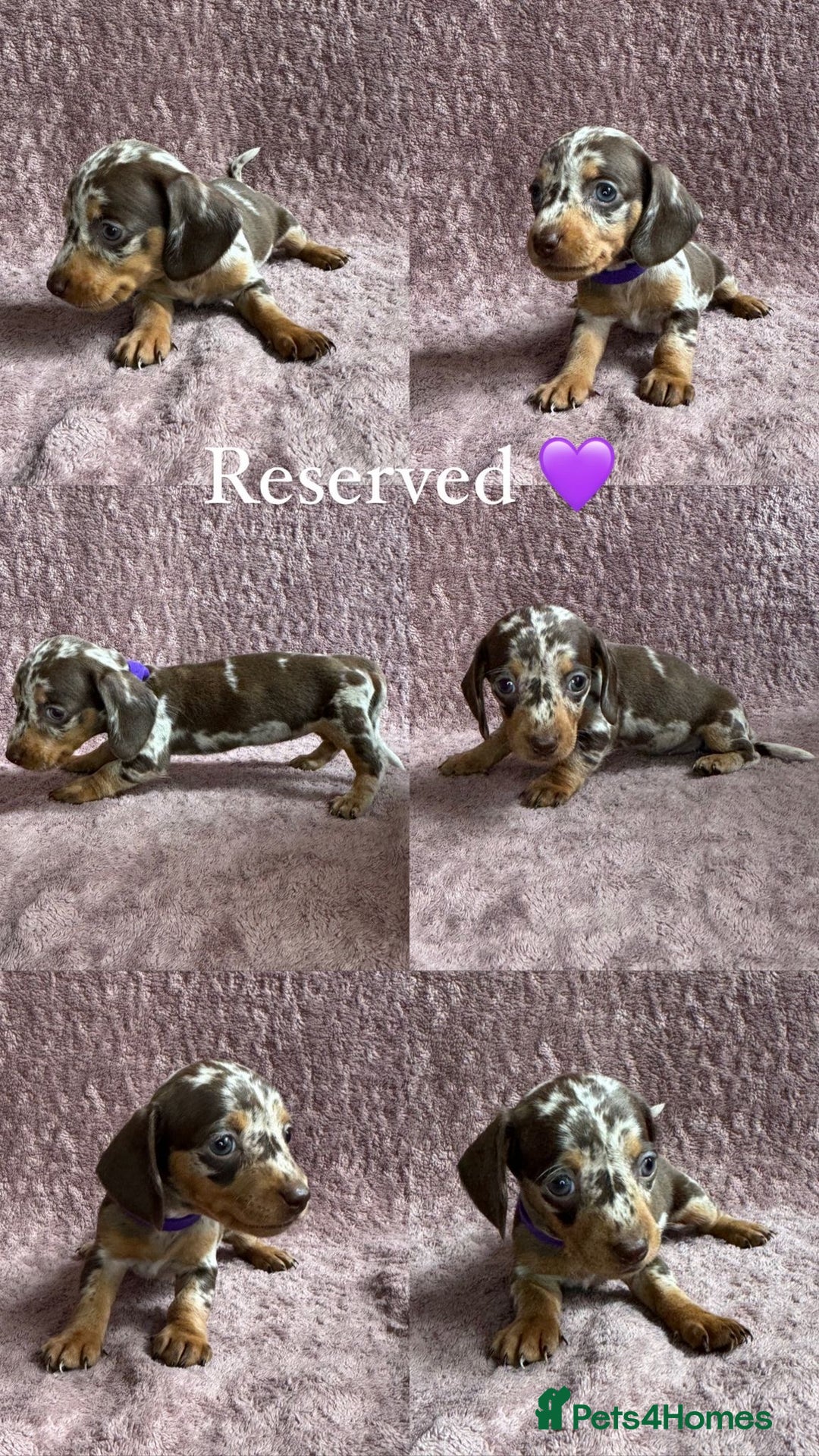 Miniature Dachshund dogs for sale: 🐾KC Reg Miniature Dachshund - READY NOW! 1 LEFT! - Image 11