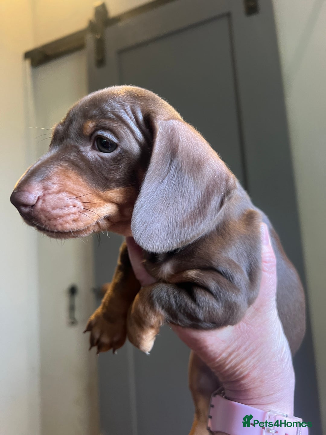Miniature Dachshund dogs for sale: Two male miniature daschund puppies for sale  - Advert 7