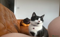 Mixed Breed cats for sale: Aurora £30 with cat carrier and some toys  - Image 2