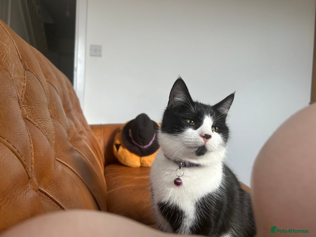 Mixed Breed cats for sale: Aurora £30 with cat carrier and some toys  - Image 2