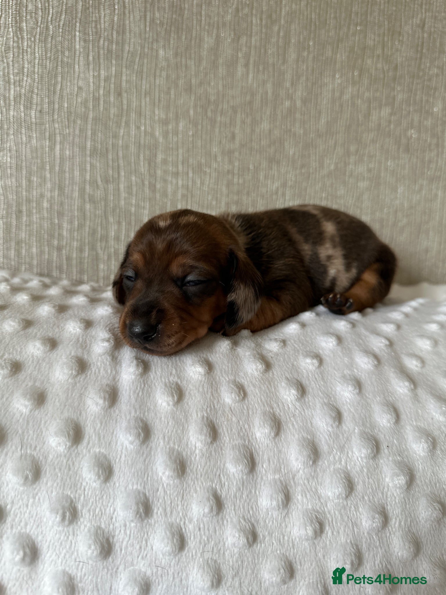 Miniature Dachshund dogs KC champion bloodline PRA clear minature dachshund - Advert 2