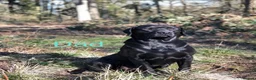 Labrador Retriever dogs for sale: Exceptional Health-Tested Purebred Labrador Puppys - Advert 29