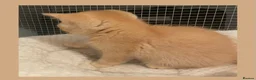 British Shorthair cats for sale: Champion GCCF British Shorthair Kittens - Advert 12