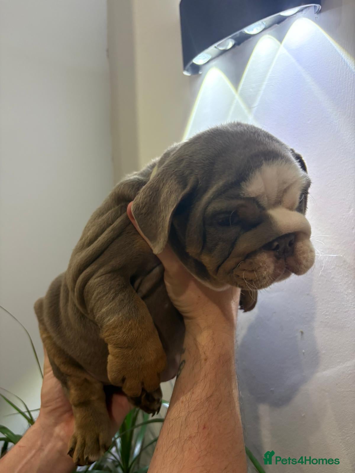 English Bulldog dogs Reduced!!! English Bulldogs puppies - Advert 2