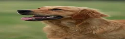 Golden Retriever dogs for sale: Beautiful KC registered puppies! - Advert 11