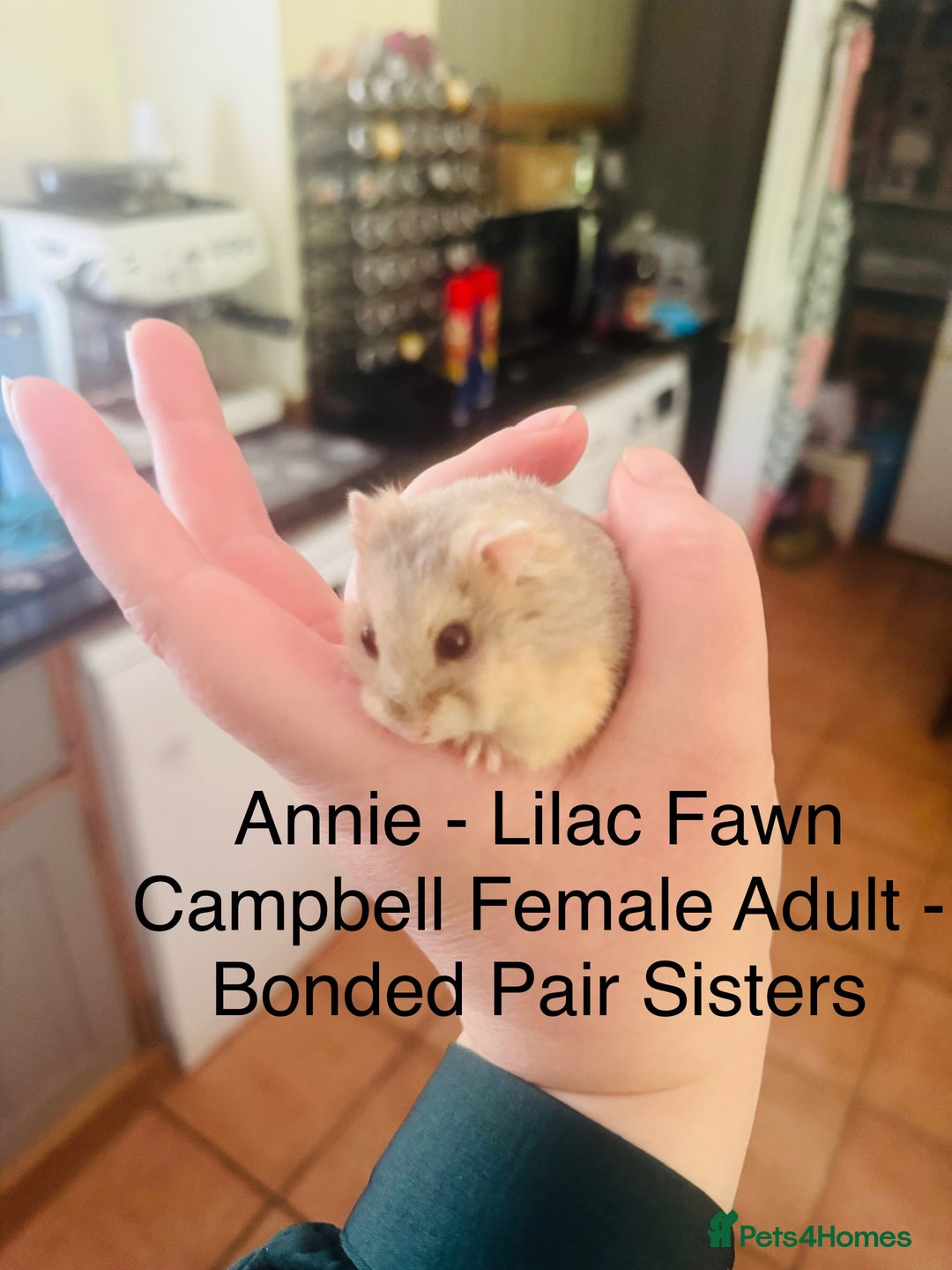 Hamster rodents for sale: HELP - Hamstery needing to urgently close (temp) - Advert 6