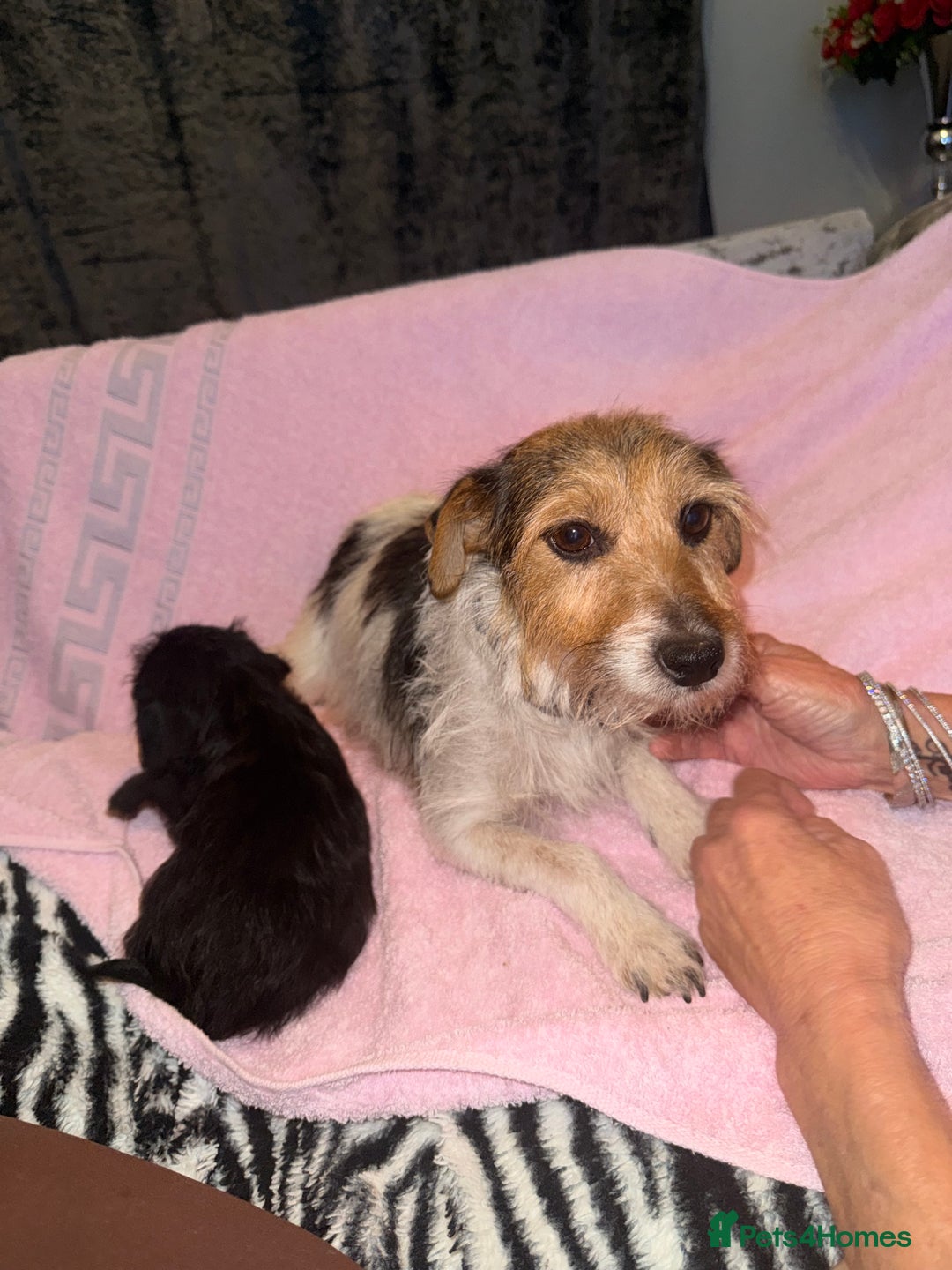 Jackapoo dogs for sale: Beautiful black jackapoo pups  - Image 7