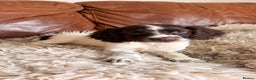 English Springer Spaniel dogs for sale: Stunning Litter of Beautiful Working ESS Puppies. - Advert 9