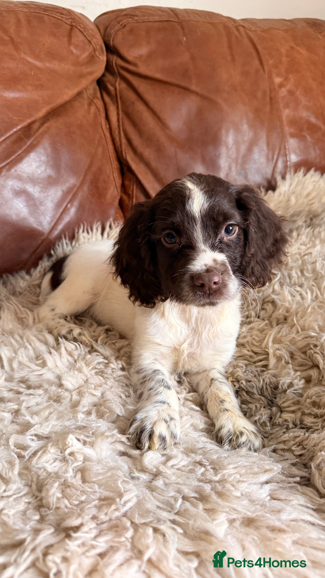 English Springer Spaniel dogs for sale: Stunning Litter of Beautiful Working ESS Puppies. - Advert 9