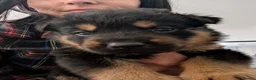 Mixed Breed dogs for sale: German Shepherd Cross Puppies  - Advert 2