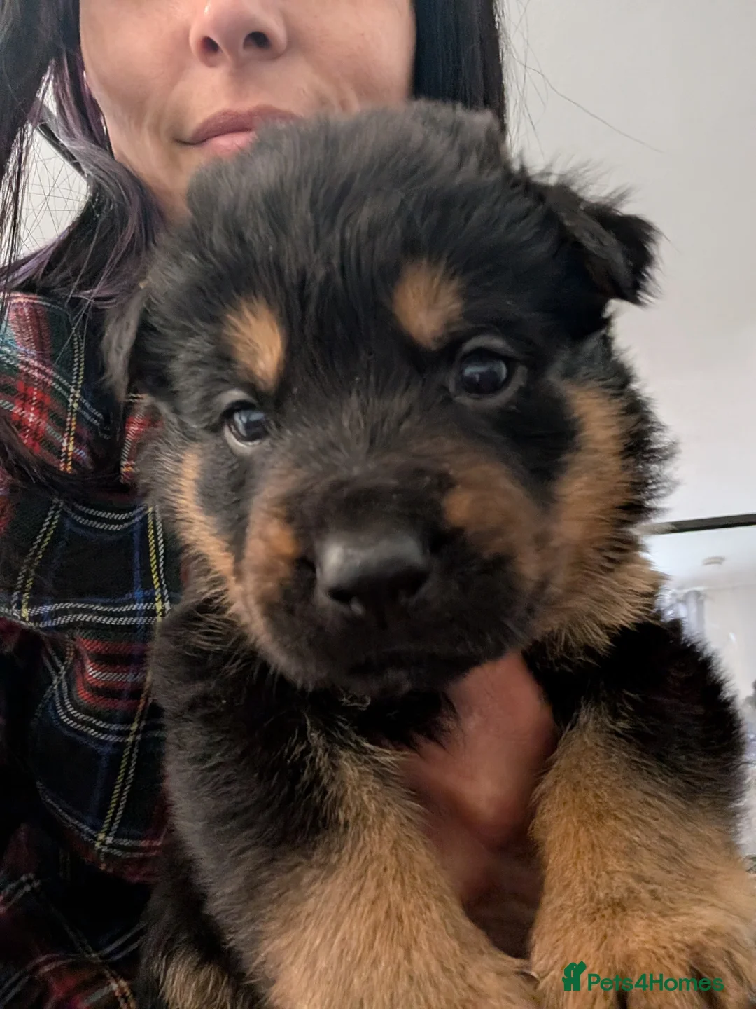 Mixed Breed dogs for sale: German Shepherd Cross Puppies  - Advert 2