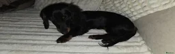 Dachshund dogs for sale: Mini dashound female puppy - Advert 3