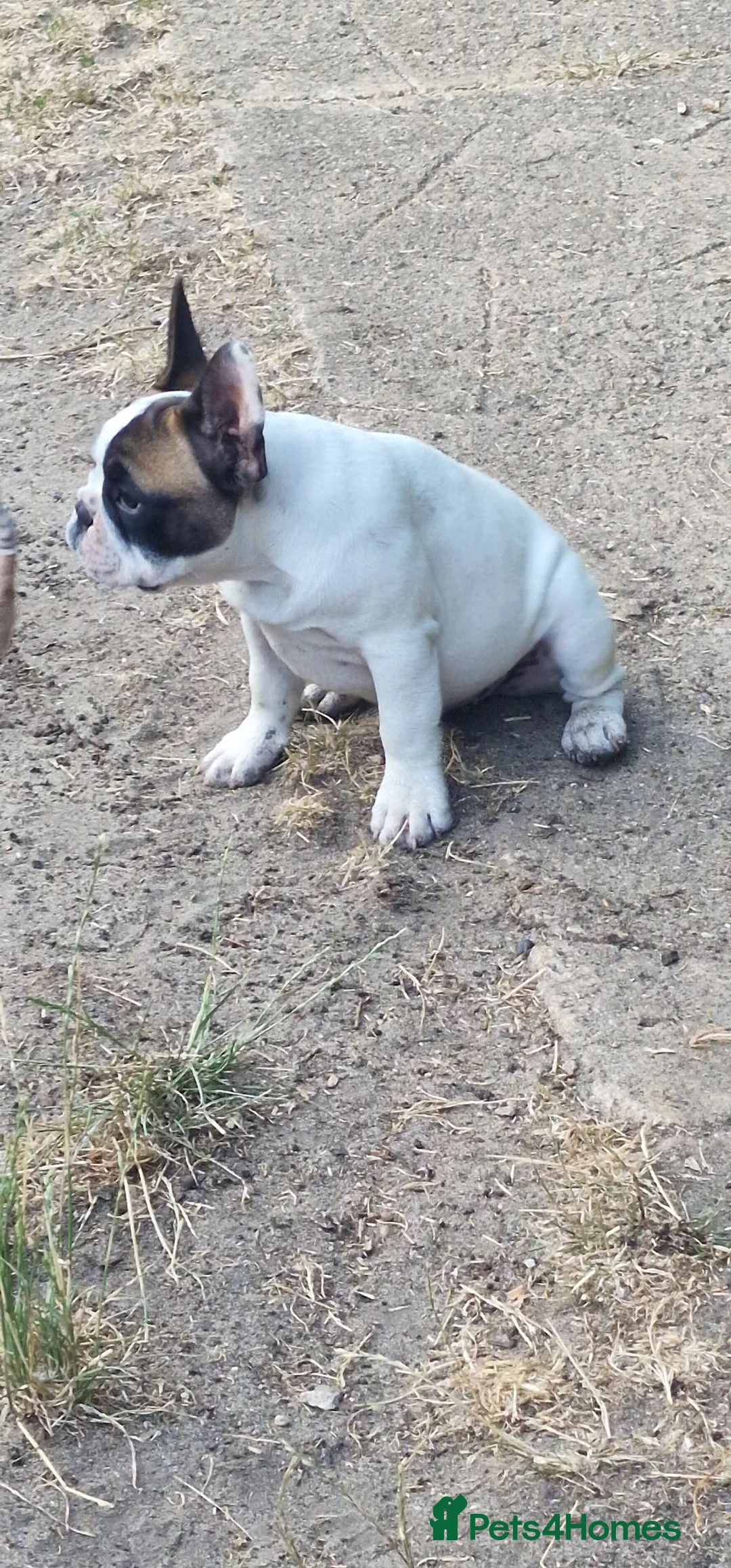 French Bulldog dogs for sale: Standard red fawn/pied French bulldog - Advert 9