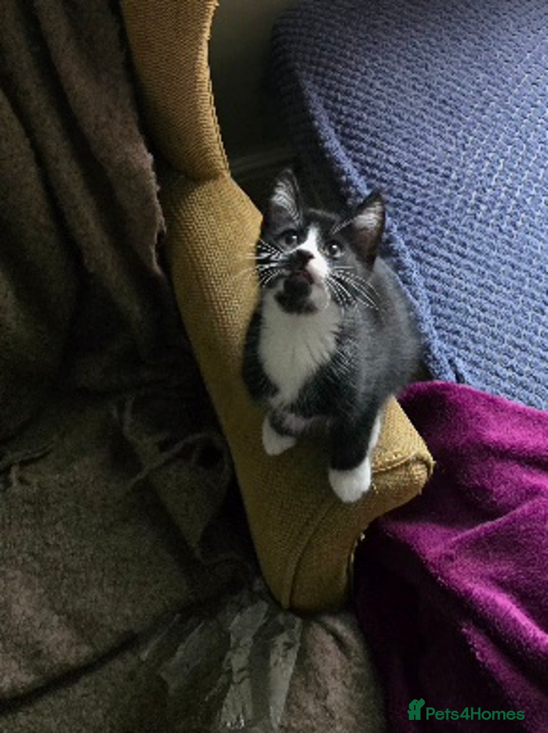 Mixed Breed cats for sale: Three boys looking for forever loving home  - Advert 5