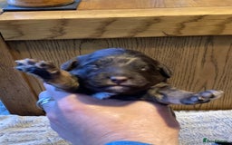 Cockapoo dogs for sale: Stunning Litter of Phantom F1 Cockapoo Puppies - Image 4