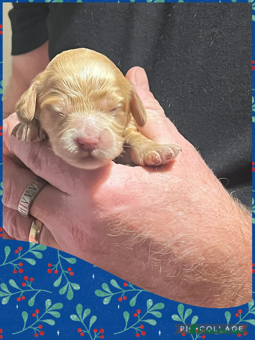 Cockapoo dogs for sale: Beautiful F1 Cockapoos DNA health tested parents.  - Advert 8