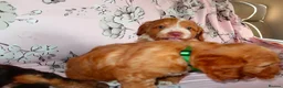 Cockapoo dogs for sale: Beautiful cocker poo puppies available  in Havercroft - Advert 16