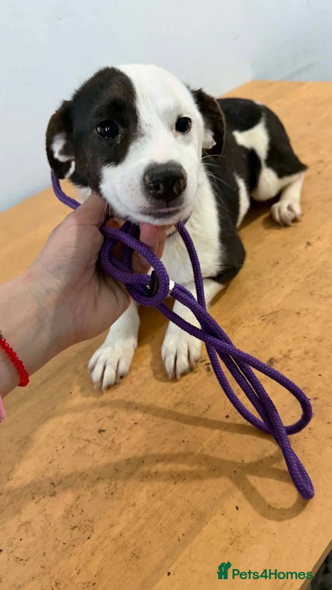 Mixed Breed dogs for adoption: Maisie - Advert 2