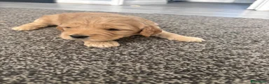 Cockapoo Puppy 2
