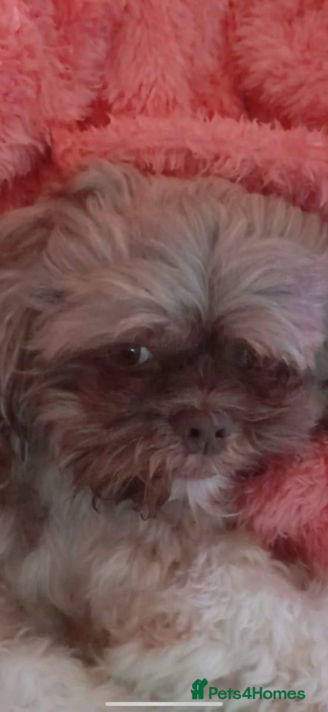 Shih Tzu dogs for stud: Shih tzu stud proven  in Glasgow - Advert 4