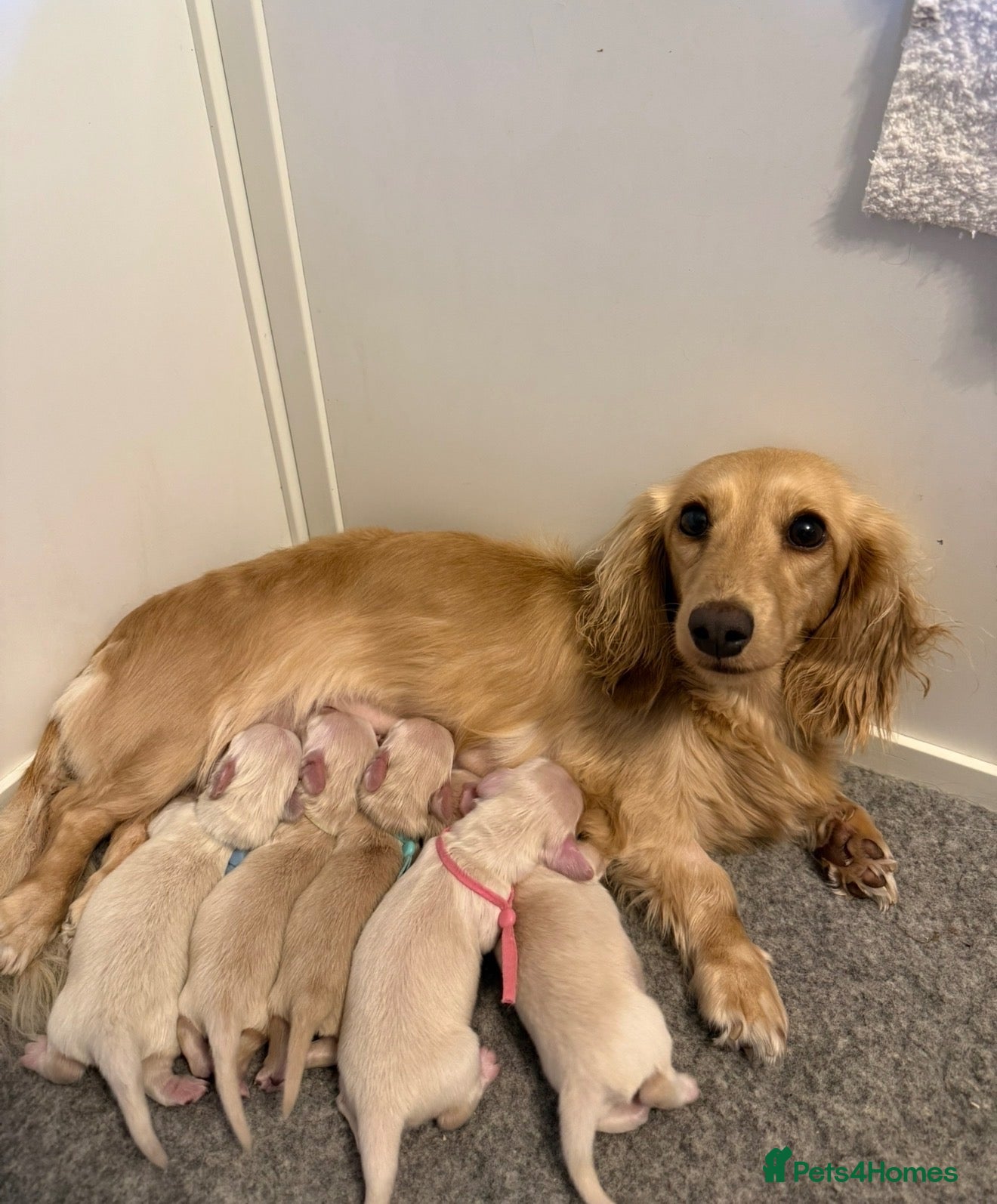 Miniature Dachshund dogs Clear Cream KC Miniature Dachshund Puppies - Advert 1