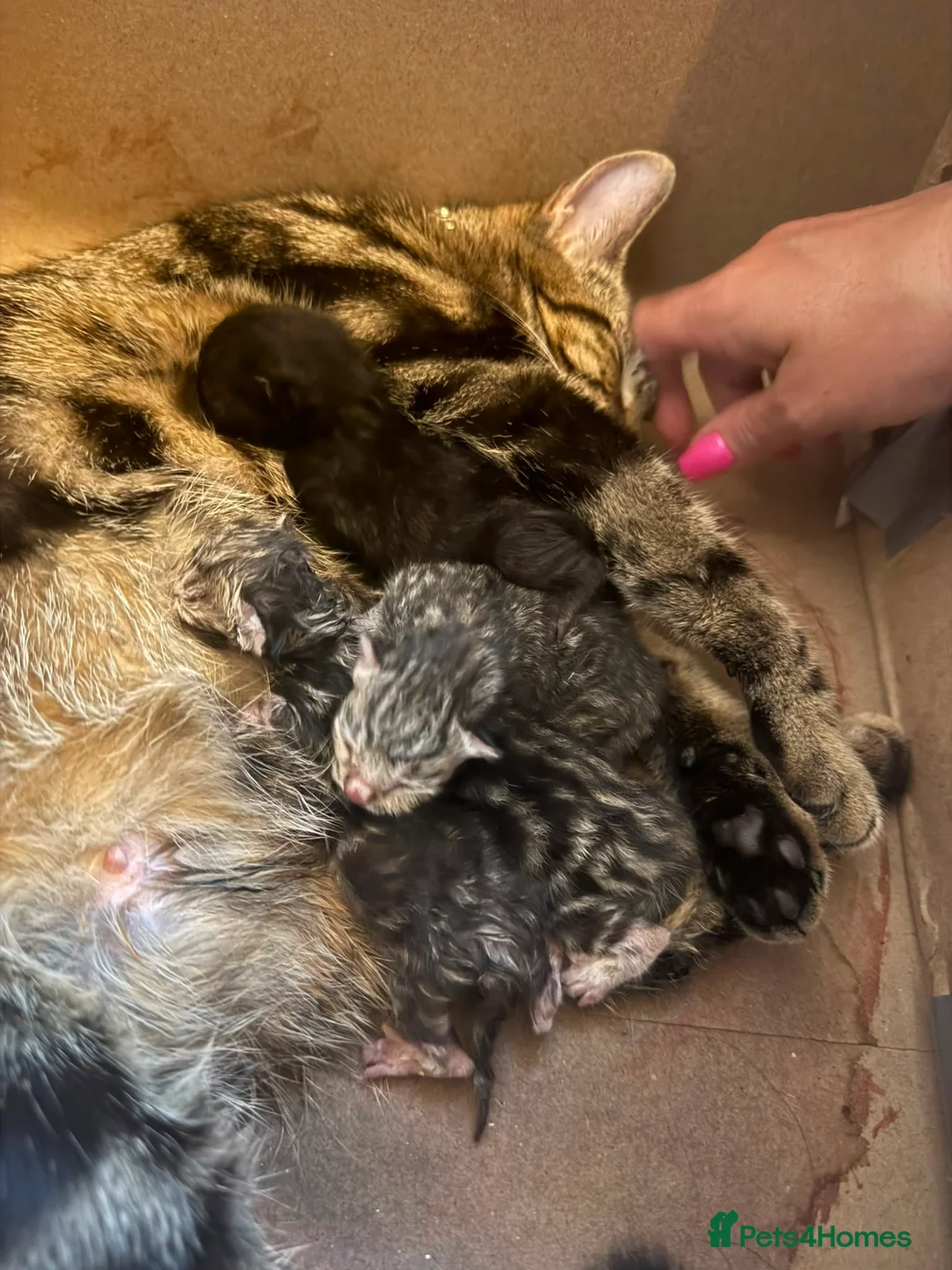 Mixed Breed cats for sale: Cute mixed tabby / bengal kittens  in Southend-on-Sea - Advert 7